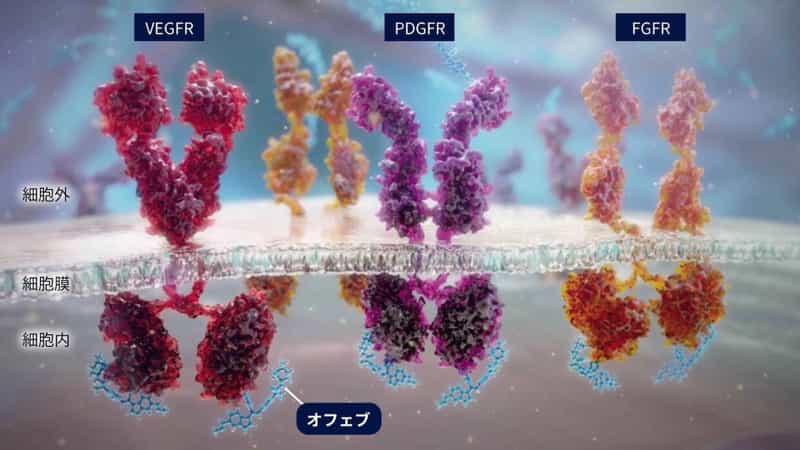 オフェブの作用機序