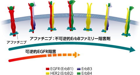 ジオトリフの作用機序は？
