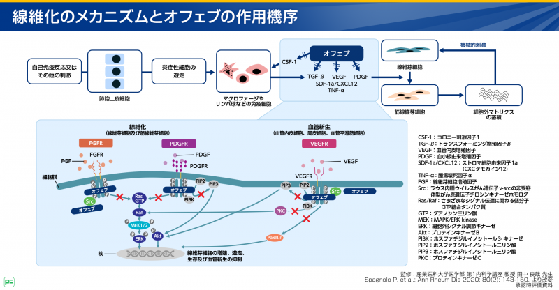 肺の線維化に関わるメカニズムと抗線維化剤オフェブの作用機序